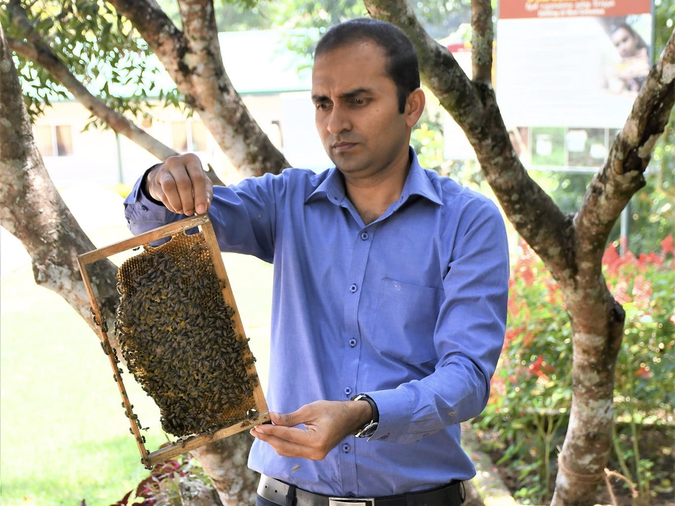 Wilde Ganzen - bijenproject Sampath
